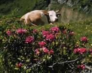 Almsommer in Lessach im Salzburger Lungau.jpg