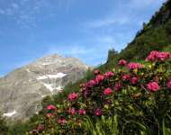 Hochgolling und Alpenrosenbluete.jpg