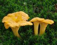 2007-07-14_Cantharellus_cibarius.jpg